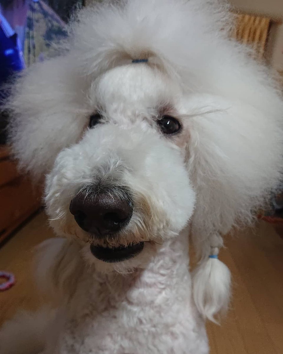 フランソワ王国