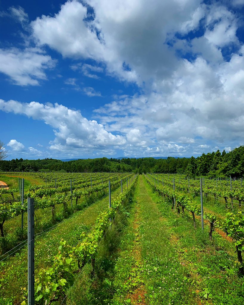 okurusky's tweet photo. ☁︎/☀︎  18℃、75%、༄3m
［Chardonnay、Yama Sauvignon］

#世界農業遺産
#能登の里山里海
#石川県 
#okurusky
#wine 
#vineyard 
#chardonnay 
#yamasauvignon https://t.co/IA4XASizA6