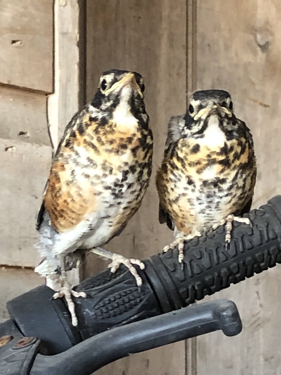 ChrisSEnglish's tweet photo. Saturday morning at my house! Amazing how quickly they grew. We had their first flight today! It was really hard cause I had to learn fly first and I really sucked !! Haha wish them well #robinsofspring , #daddycan’tflyhaha! https://t.co/fvnU0kr8vi