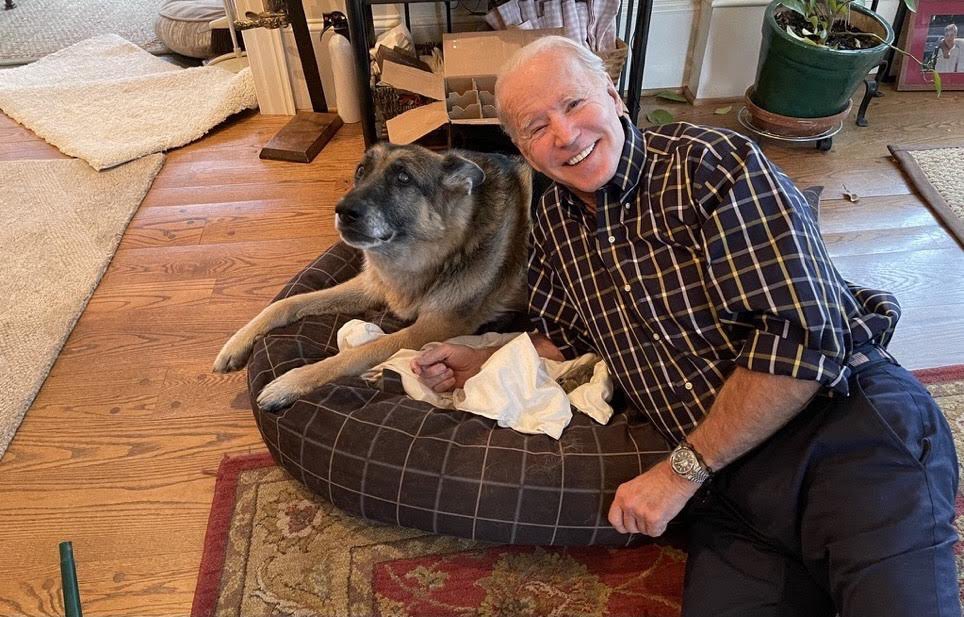 TheOvalPawffice's tweet photo. 🐾 Guess who is the most spoiled pupper, especially during weekends when dad @POTUS and mom @FLOTUS have a bit of time? Champ is! I am too, but our parents always give him extra pawttention because he’s a senior and such good boy. My brother is the best! Awooof!- Major https://t.co/WiNwIPYJQI