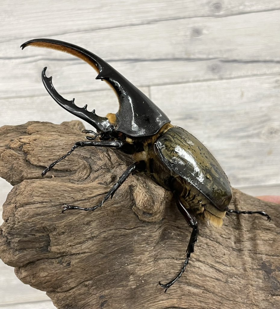 ランバージャック横浜店 ヘラクレスヘラクレスが入荷しました 100mmupペア 130mmupペア 135mmupペア 合計3ペアの入荷です 今年はヘラクレスのブリードをやってみようと考えている方是非いかがでしょうか 本日もご来店お待ちしております