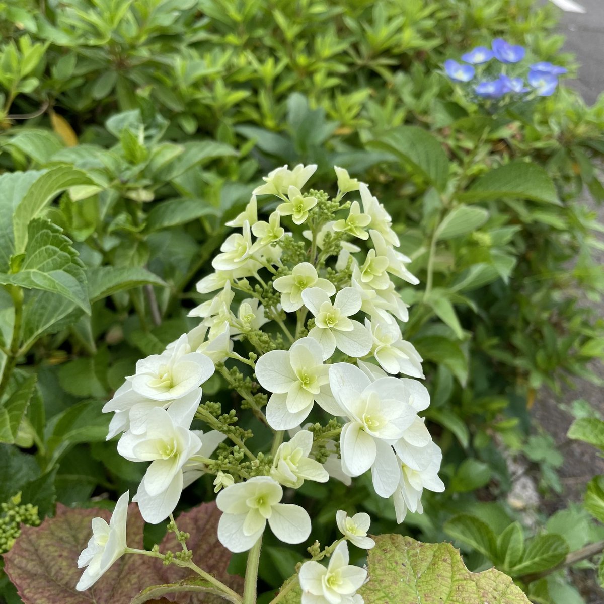 柏葉紫陽花
