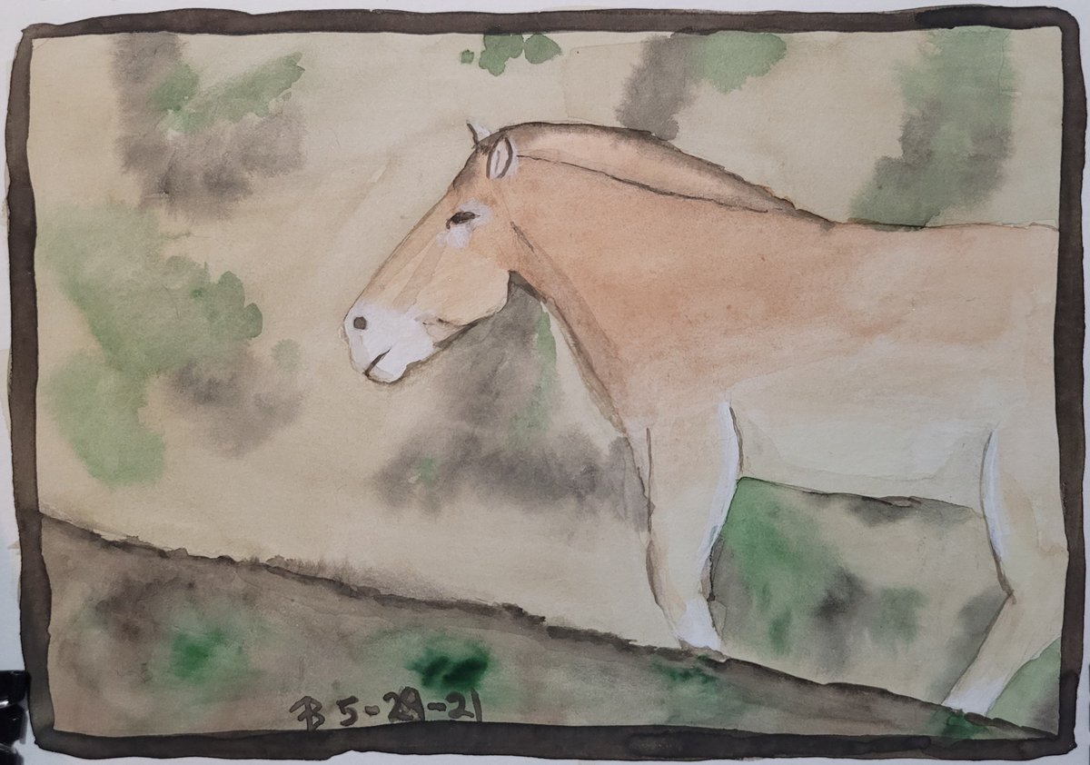 EchoShadowKid's tweet photo. Przewalski's Horse piece for #faunafocus this month.

#watercolor #PrzewalskiHorse #horse #FaunaFocus https://t.co/FERWUsTJcG