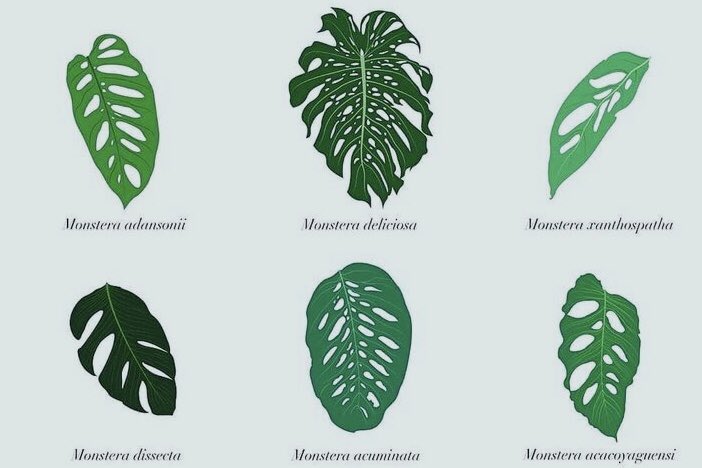 Bingung ?
#monstera #monsteravarigata #jandabolong