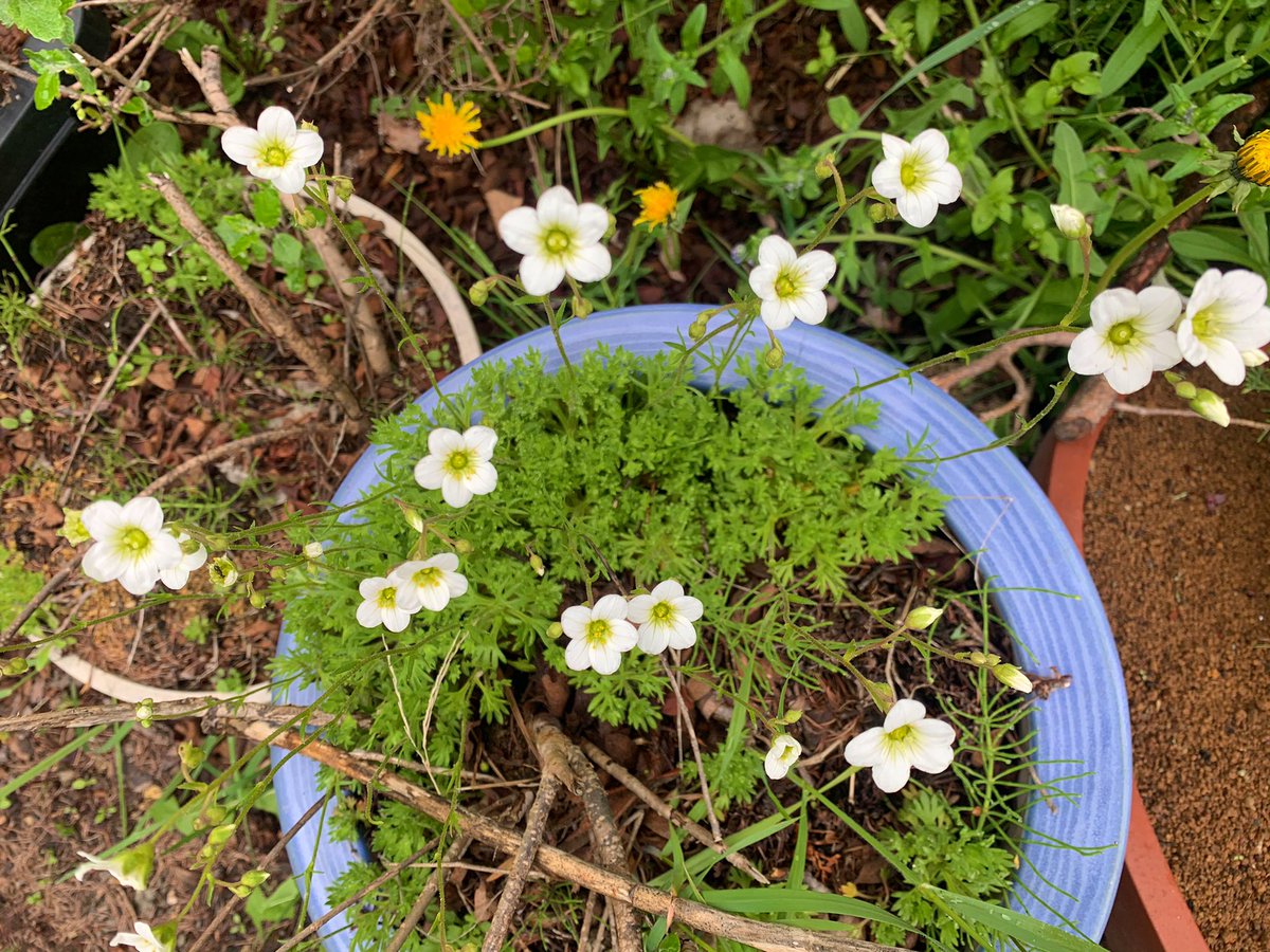 楽しい盆栽日記 クモマグサかなと思います エゾノクモマグサかどうかはわかりません 毎年株分けしているので 白い花がたくさん咲いてます 葉が少しアサギリソウのような感じで可愛いです ユキノシタ科のようです マット状に広がります