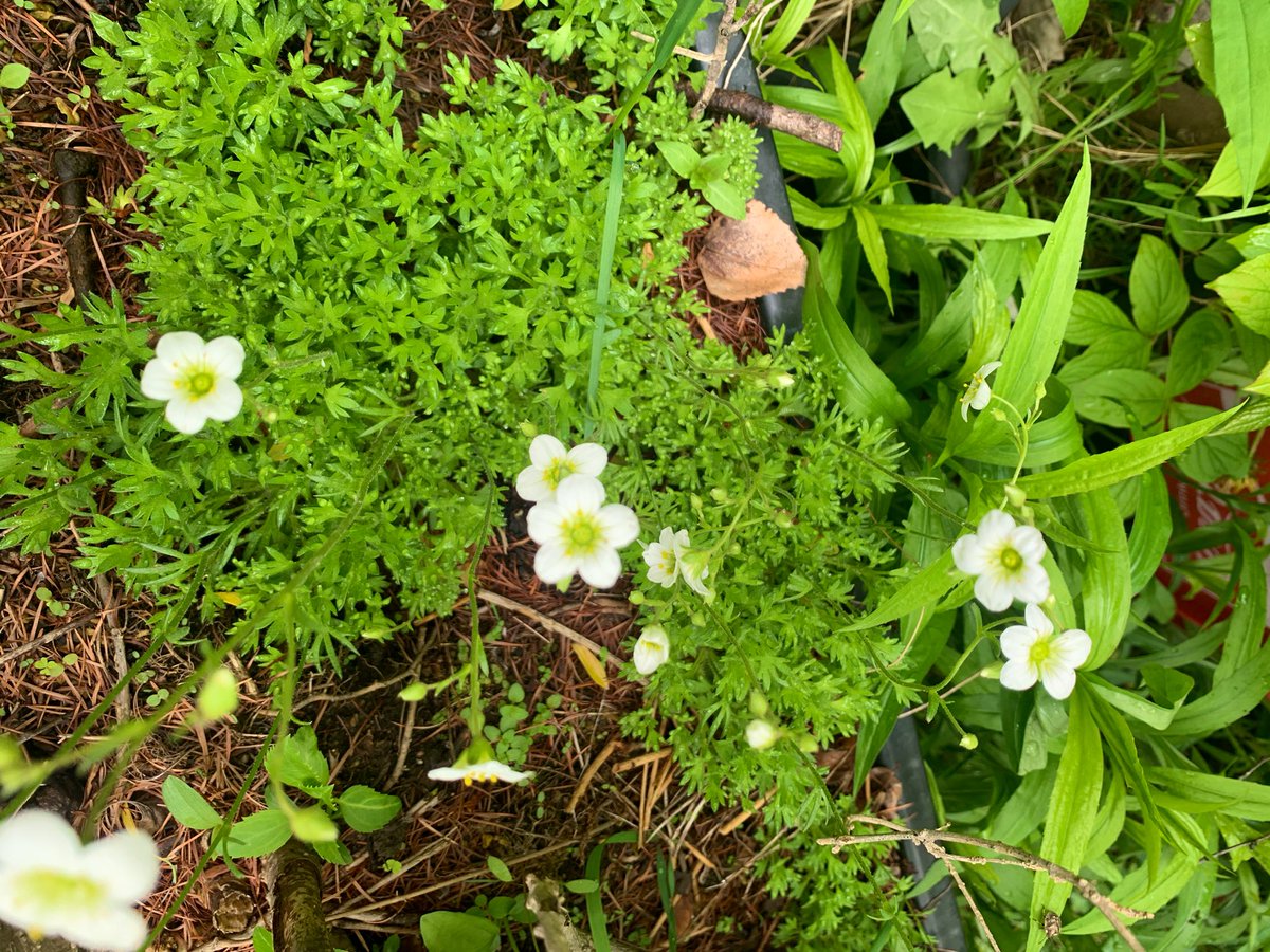 楽しい盆栽日記 クモマグサかなと思います エゾノクモマグサかどうかはわかりません 毎年株分けしているので 白い花がたくさん咲いてます 葉が少しアサギリソウのような感じで可愛いです ユキノシタ科のようです マット状に広がります