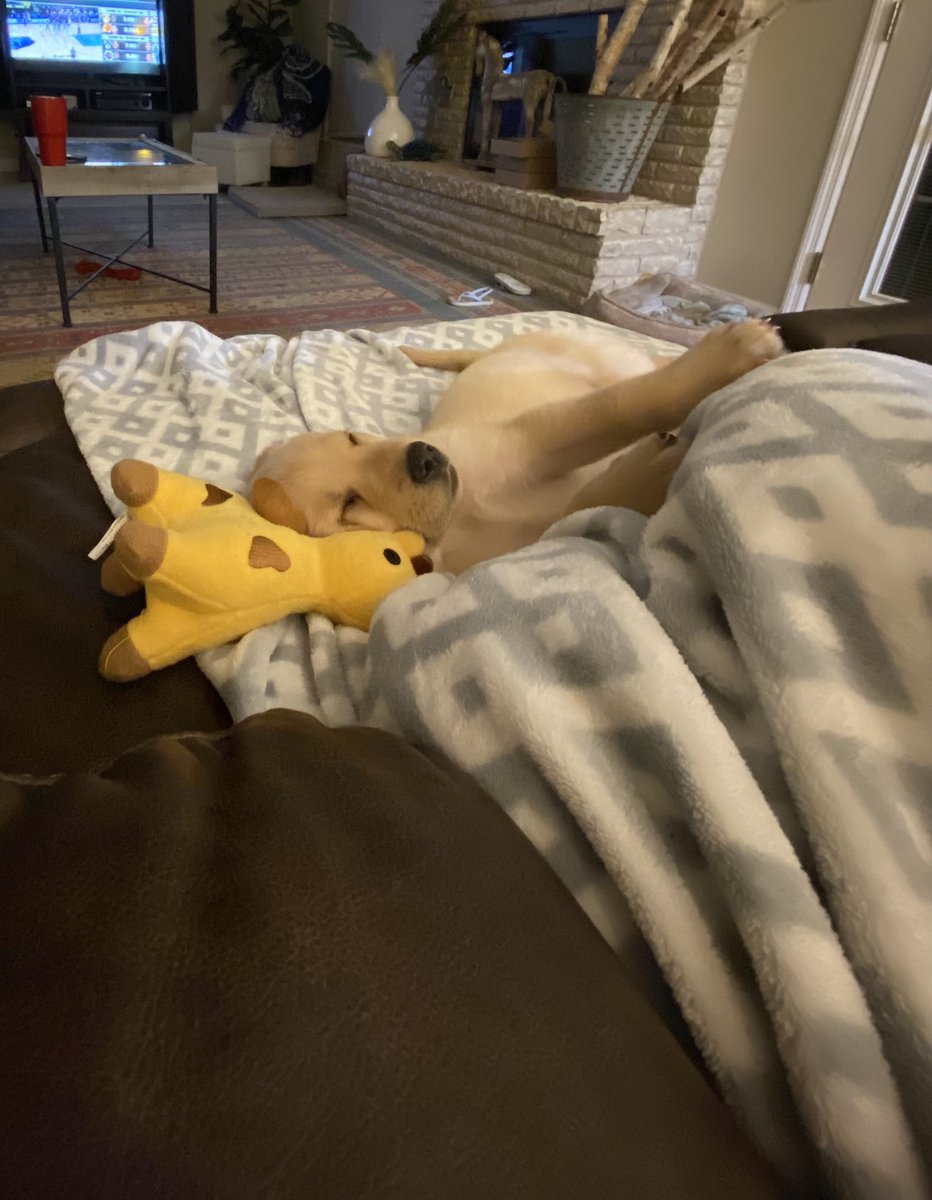 Kathyywathy's tweet photo. Recently adopted a golden baby shark 🦈🐶 #maverick https://t.co/IiIiRFIL8T