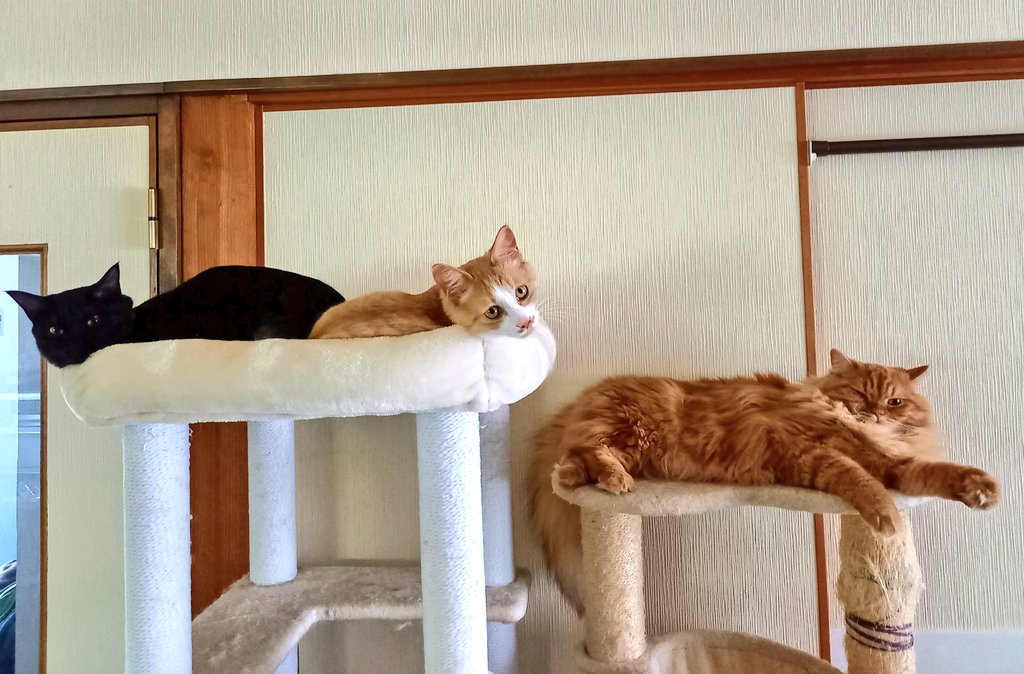 ten_white39's tweet photo. 今日はめずらしく全員集合中😸
#猫のいる暮らし 
#猫好きさんと繋がりたい https://t.co/BnOu8opTLb