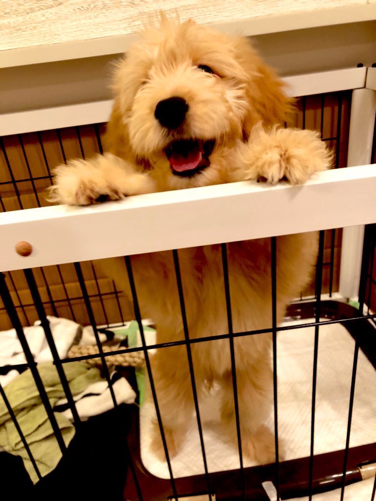 ゴールデンドゥードルのむぅ A Twitter 初めまして ゴールデンレトリバーとスタンダードプードルのmix犬 ゴールデンドゥードルのむぅちゃんです 21 2 生まれの女の子 めきめき成長途中です٩ ۶ 気軽にフォローして下さい 犬のいる生活 犬