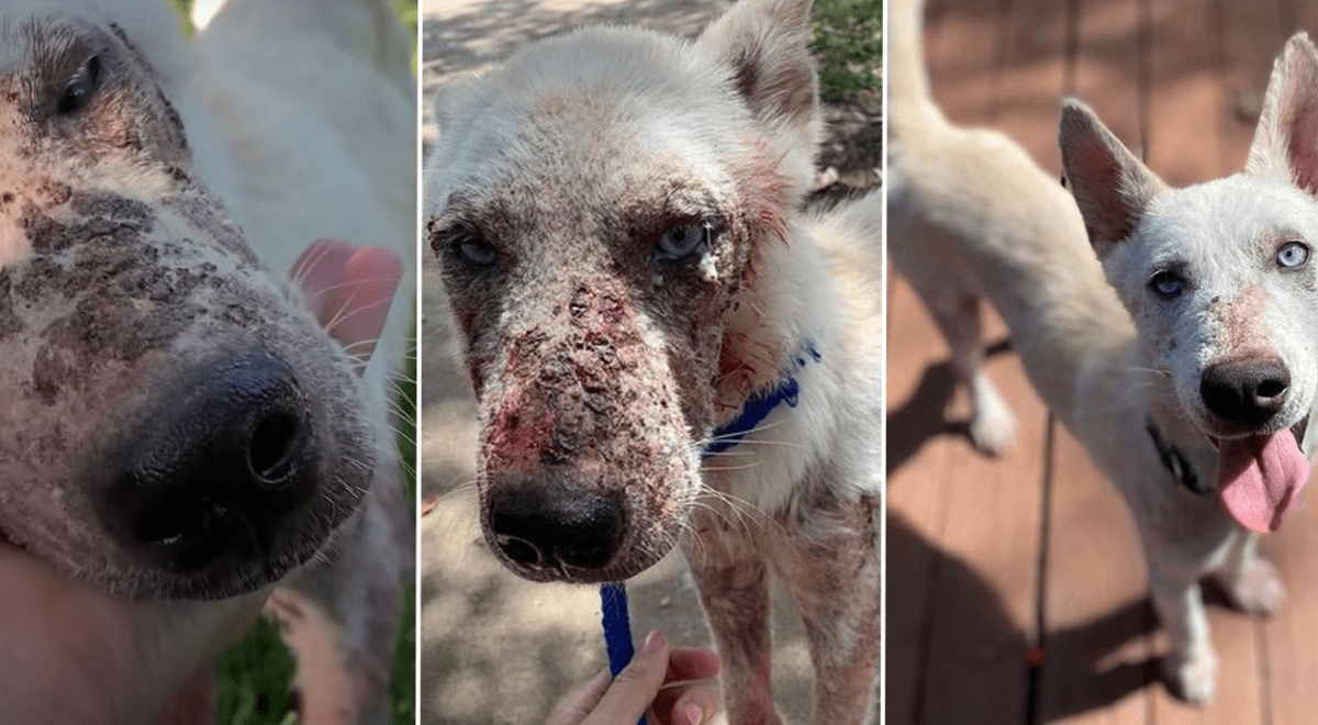 PerroUsuario Wof '•' tweet media