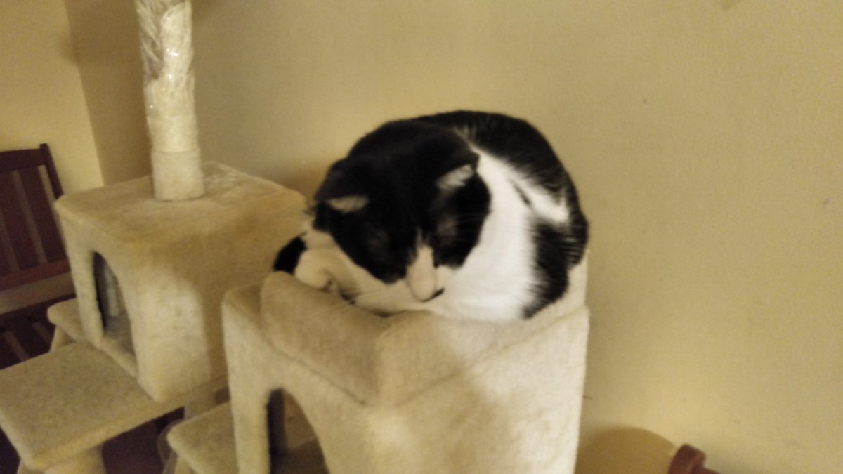 ねこのひみつ基地 Nekohimitsukiti Twitter ねこのひみつ基地 Nekohimitsukiti Twitter