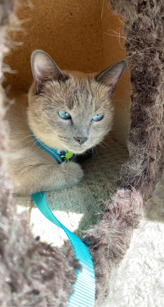 XxDanellyXx's tweet image. Friendly reminder; I have the cutest cat . Thank you😌