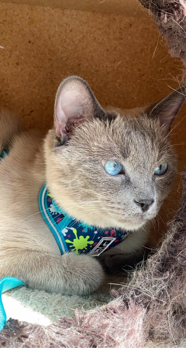 XxDanellyXx's tweet image. Friendly reminder; I have the cutest cat . Thank you😌