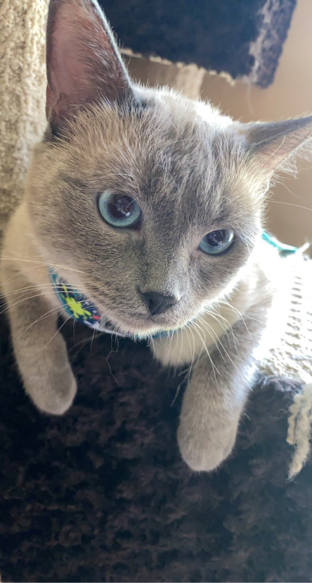 XxDanellyXx's tweet image. Friendly reminder; I have the cutest cat . Thank you😌