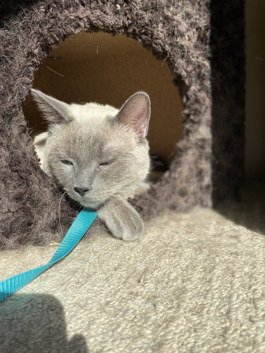 XxDanellyXx's tweet image. Friendly reminder; I have the cutest cat . Thank you😌