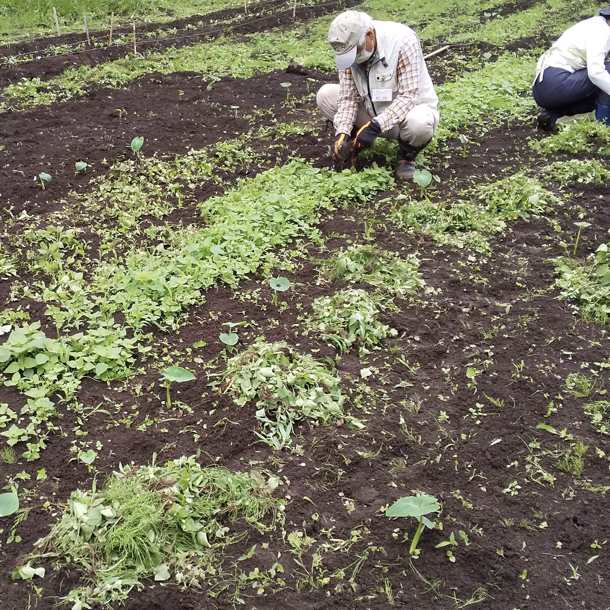 5月22日（土）その2
里芋畑は、なんと雑草の方が多いです。土もいいので雑草の育ちも順調。

当然、草むしりです。夏場の作業の多くは草むしり。
畑だけではなく田んぼも雑木林も同じです。丁寧に根気よくやっていきましょう。
立派に作物を育てるために🌱