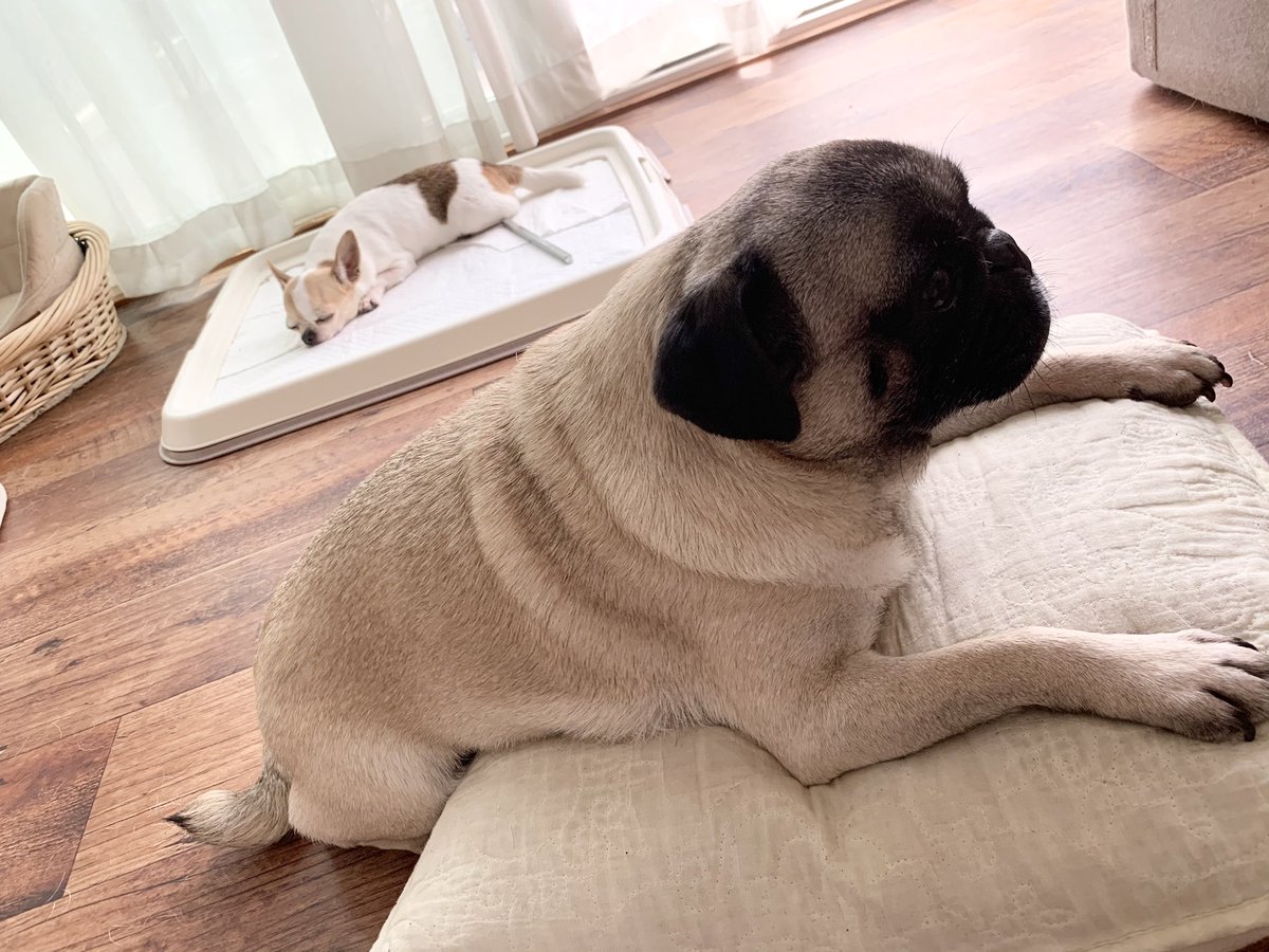あさぞう ｸﾚｰﾄもあるのに何でそこで寝るのよぅ 可愛い パグ 犬好き 犬 犬との生活 犬との暮らし チワワ スムースチワワ 犬のいる幸せ
