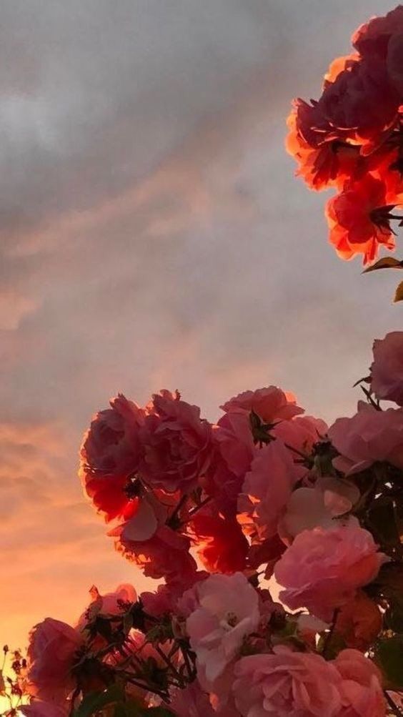 LFN_Arthoria's tweet photo. 🌹Explain🌹
Arthoria J. Laurentius | Empress 1 | 22Y. |

Tweet
______Tweet
'_____' Thinking 
/____/ Actions

Roleplay
"_____"Talking
______ Actions
'_____' Thinking
(____) parent

(ทักโคโรลหรือเทสคาร์ได้นะค้าบบ💖) https://t.co/cgjwJyyoow