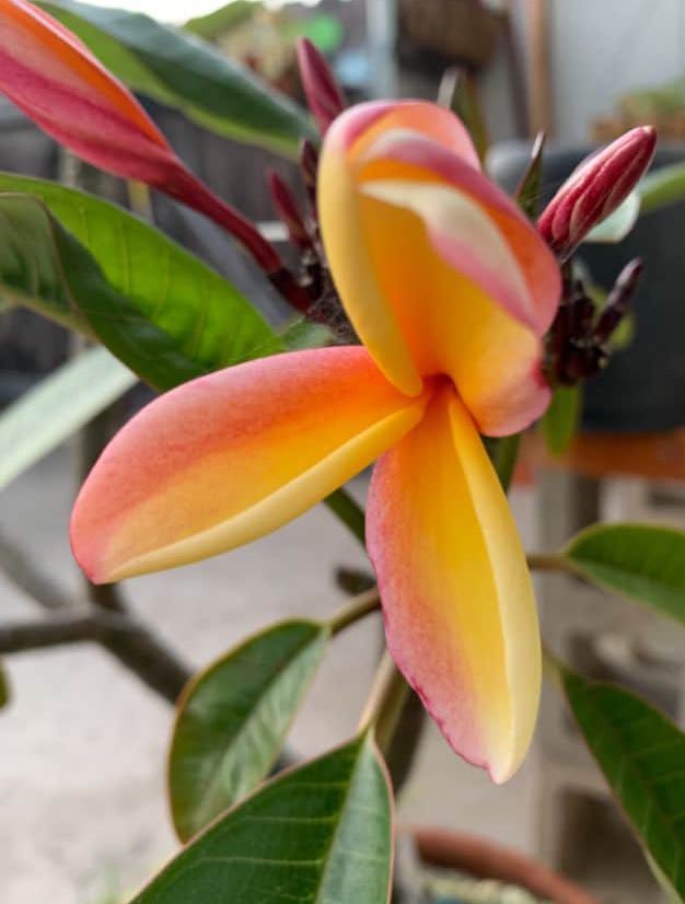 @perthtravelers @TimeTraveler911 @Giselleinmotion @Touchse @CharlesMcCool @2WonTour @GlmHandmade @LinkingPostcard @TheFlowerWorld @Flower_Power_67 Those are beautiful. I’m lucky to have healthy trees but a smaller one is my favorite.

#Top4Exotic #Top4Theme #NOFILTER