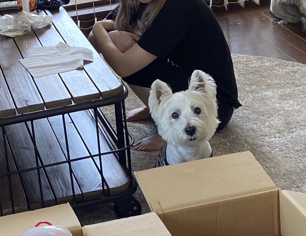 引越し終了🐶😅ダンボールの要塞基地で、トップは優雅にテレビ鑑賞🐶