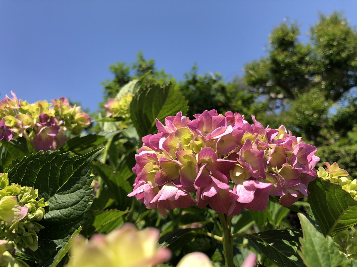 リンダキューブアゲイン 公式 １２０種動物完全捕獲マニュアル Sbクリエイティブ