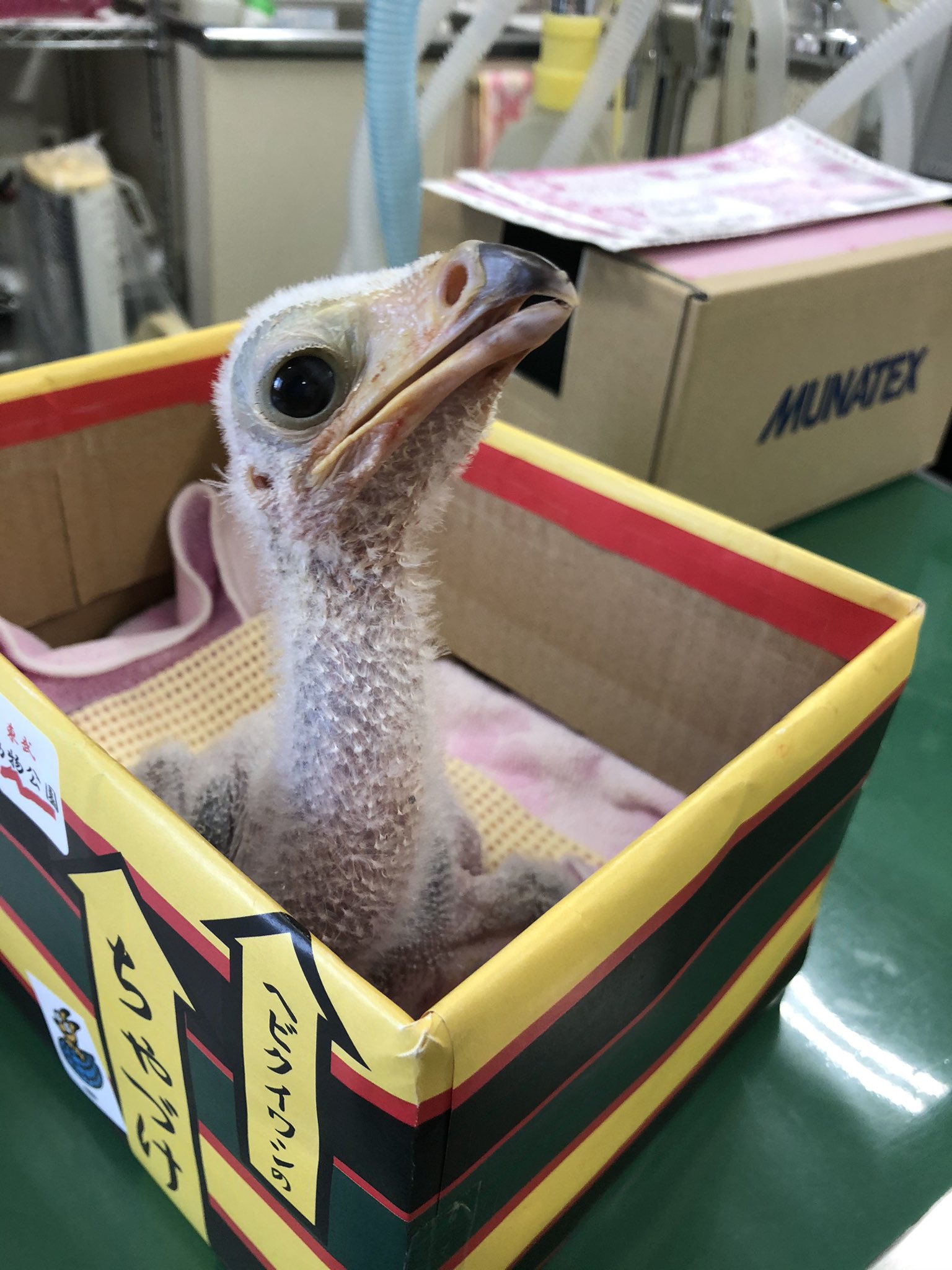 東武動物公園 公式 リュウくん 本日のちゃづけ ランチもたくさん食べたし ちょぴっとだけ ごあいさつに行きますか 東武動物公園 ヘビクイワシ Secretarybird ちゃづけ 本日のちゃづけ 13時 ふれあい動物パレード T Co Tjihjel8w1