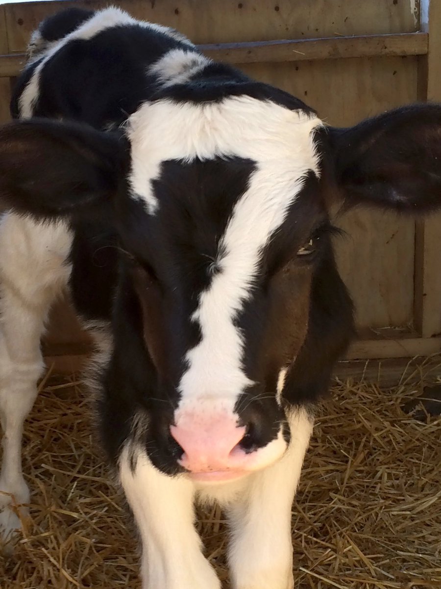 tiredtaurus's tweet image. look at this cow with the number 7 on his head