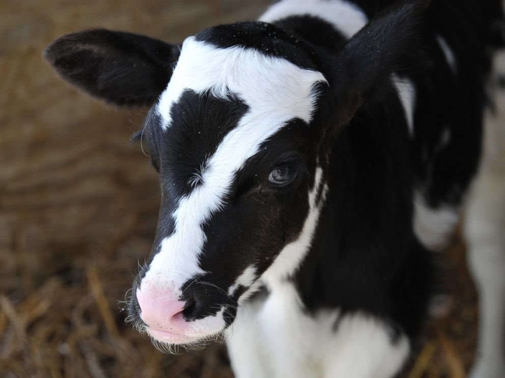 tiredtaurus's tweet image. look at this cow with the number 7 on his head