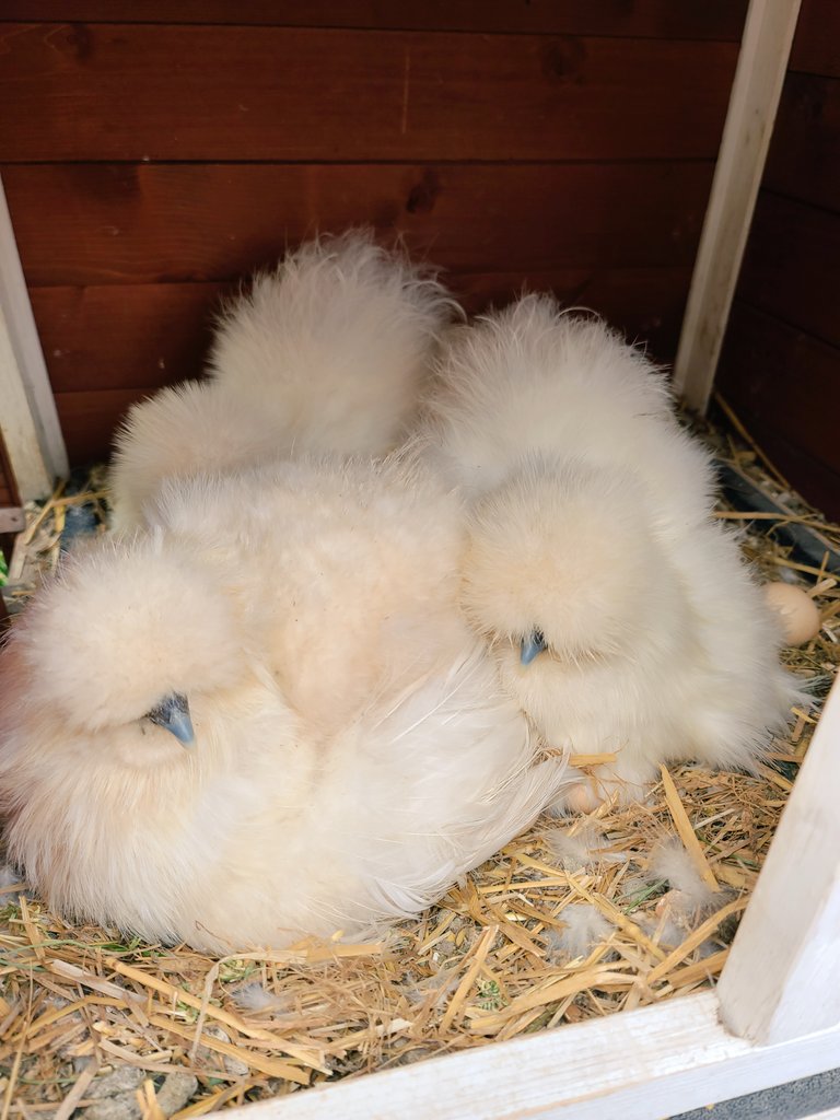 Elizabeth_Kimbo's tweet photo. #chickems #silkies #littlefarmer https://t.co/YbGjOZ2HIw
