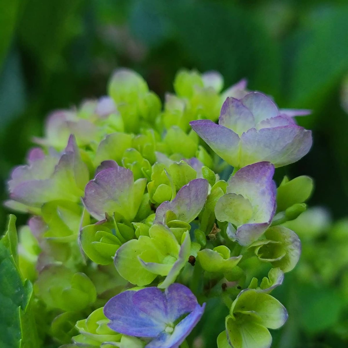 Elizabeth_Kimbo's tweet photo. #hydrangea https://t.co/YVi89mOJXT
