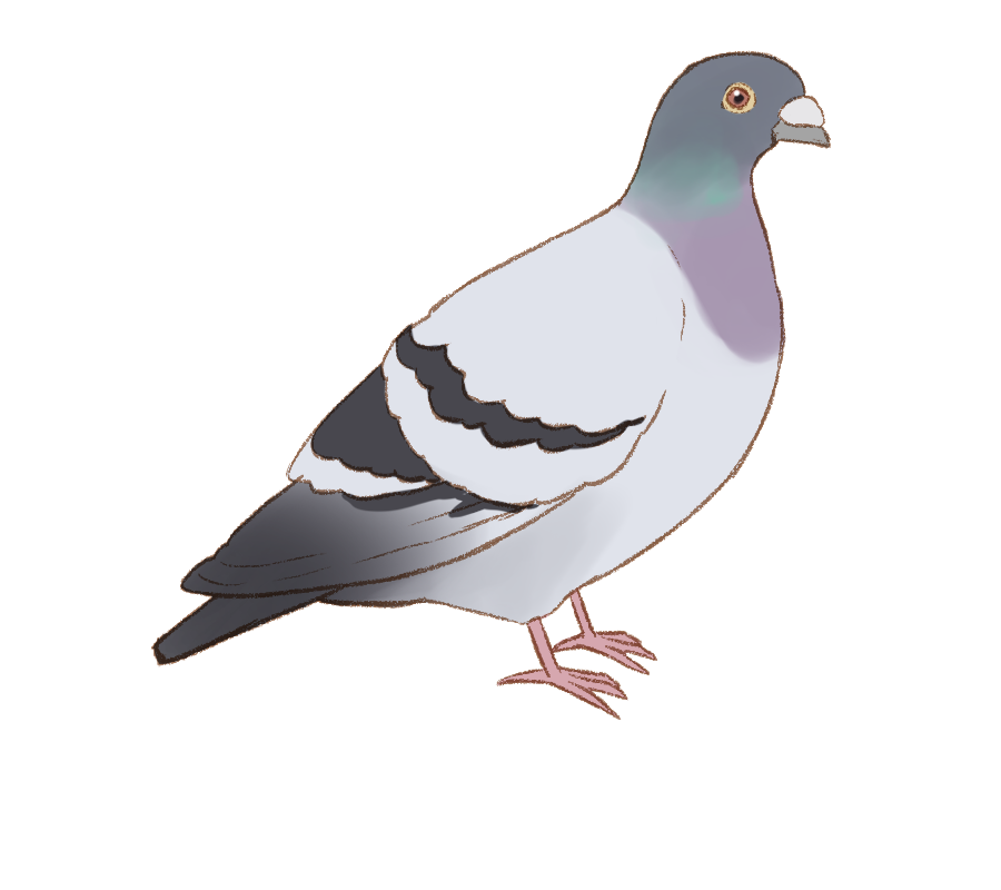 桜こより على تويتر カワラバト さんです ドバト ともよばれている鳥さんです 農地や市街地 林や河川など 色んなところに住んでいます 本来は岩壁の高い所に住んでいたいたことから 市街地などではビルなどに住むそうですよ 鳥のイラスト図鑑