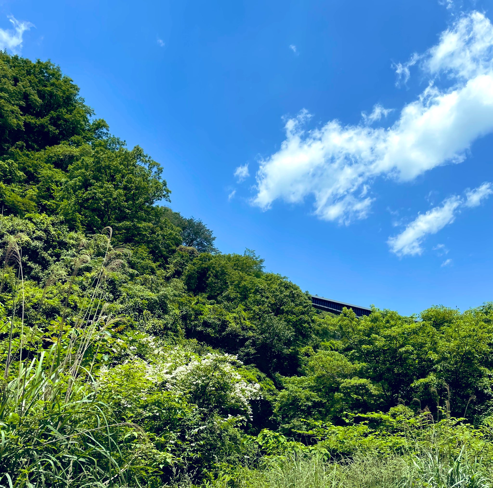 癒しの自然 Twitter Search Twitter