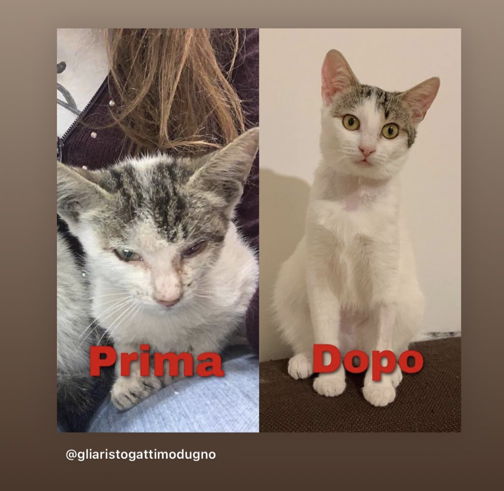 levotiroxlna's tweet photo. se poteste aiutare questa gattina anche donando un euro ve ne sarei tanto grata 🤍 anche un rt va benissimo

 https://t.co/deinTrrqpG https://t.co/SLRFQFF8VD