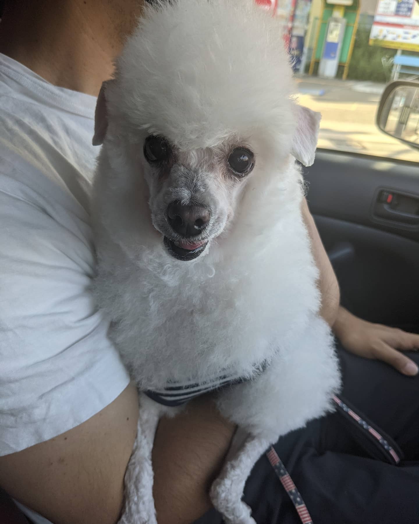 アルパカカット Twitter Search Twitter