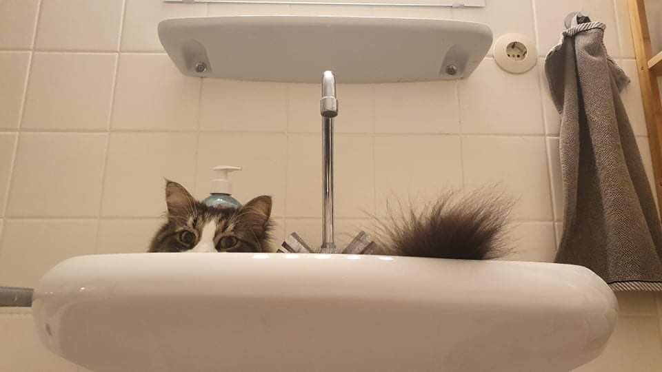 luke_paws's tweet photo. @mykatzkeeper Well Jack, looking at the replies to this post I think we could do a whole #catsinsinks thread! 
#CatsOfTwitter @BiggieandEd @twistedmic24 https://t.co/1CsDkaN2wP