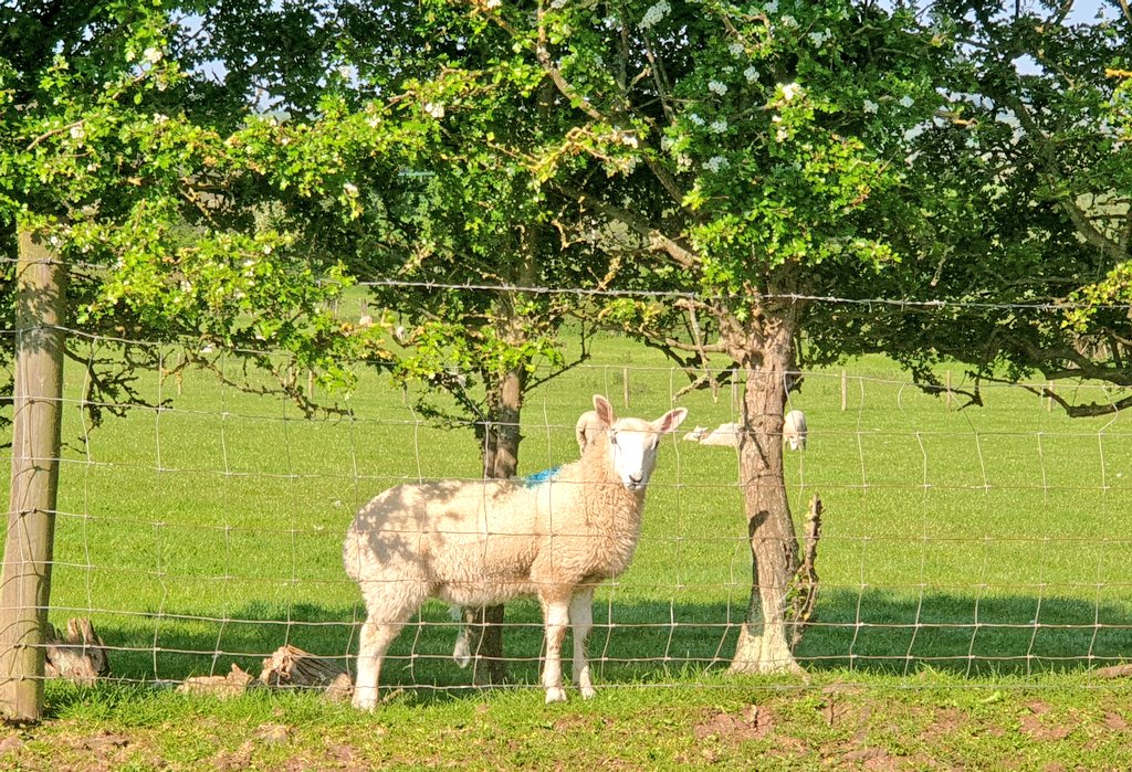 William Powell🔶🏴󠁧󠁢󠁷󠁬󠁳󠁿 tweet media