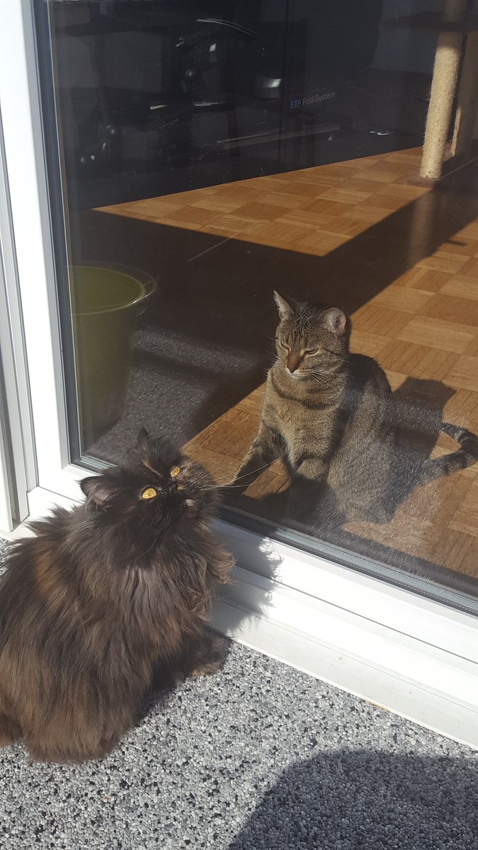 Blaubeermara's tweet photo. @AliceSkary I'm very quiet and have 2 floofs https://t.co/IVebQIYOH9