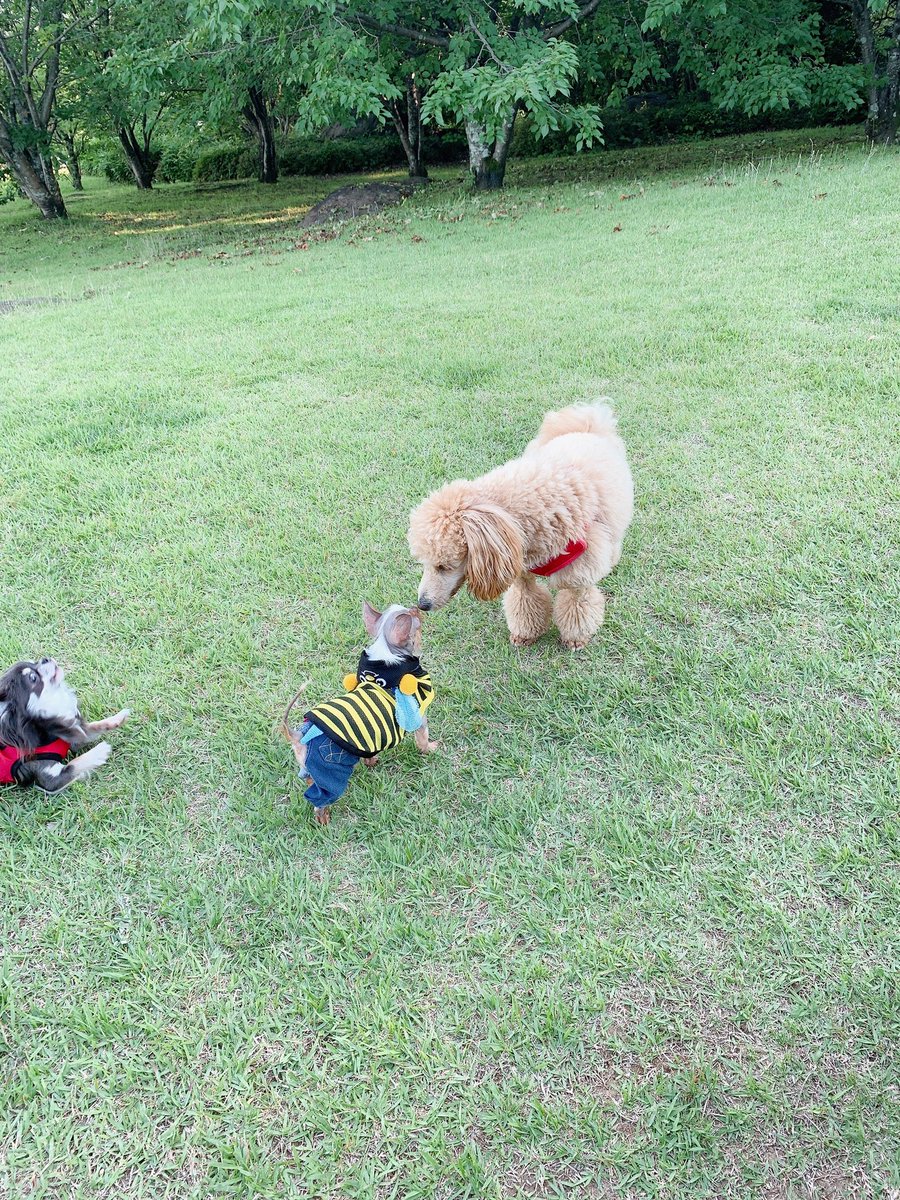 wansppc_com's tweet photo. 公園きて上手にご挨拶💖

 #チワワ
 #公園
 #わんこ https://t.co/p61elyIyuQ