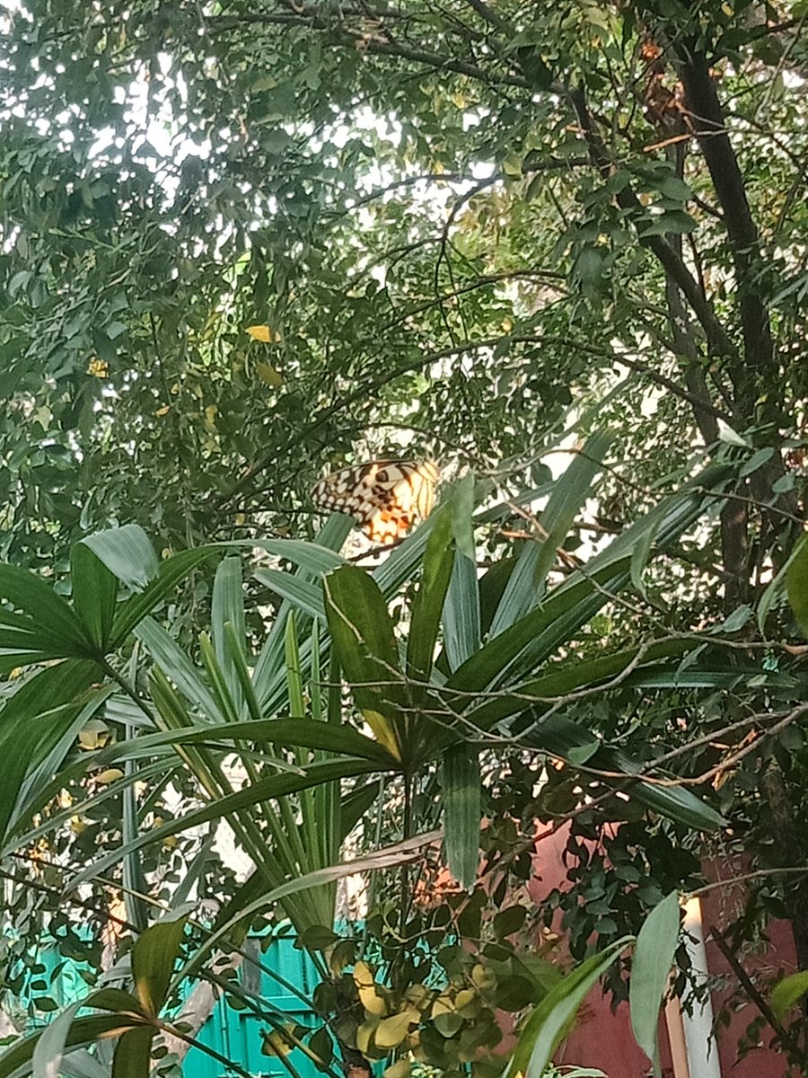 _eurusy_'s tweet photo. Waaa~ I saw a butterfly ♡
This is the first time I was able to take a picture of it  :> https://t.co/W6JjwKJUSF