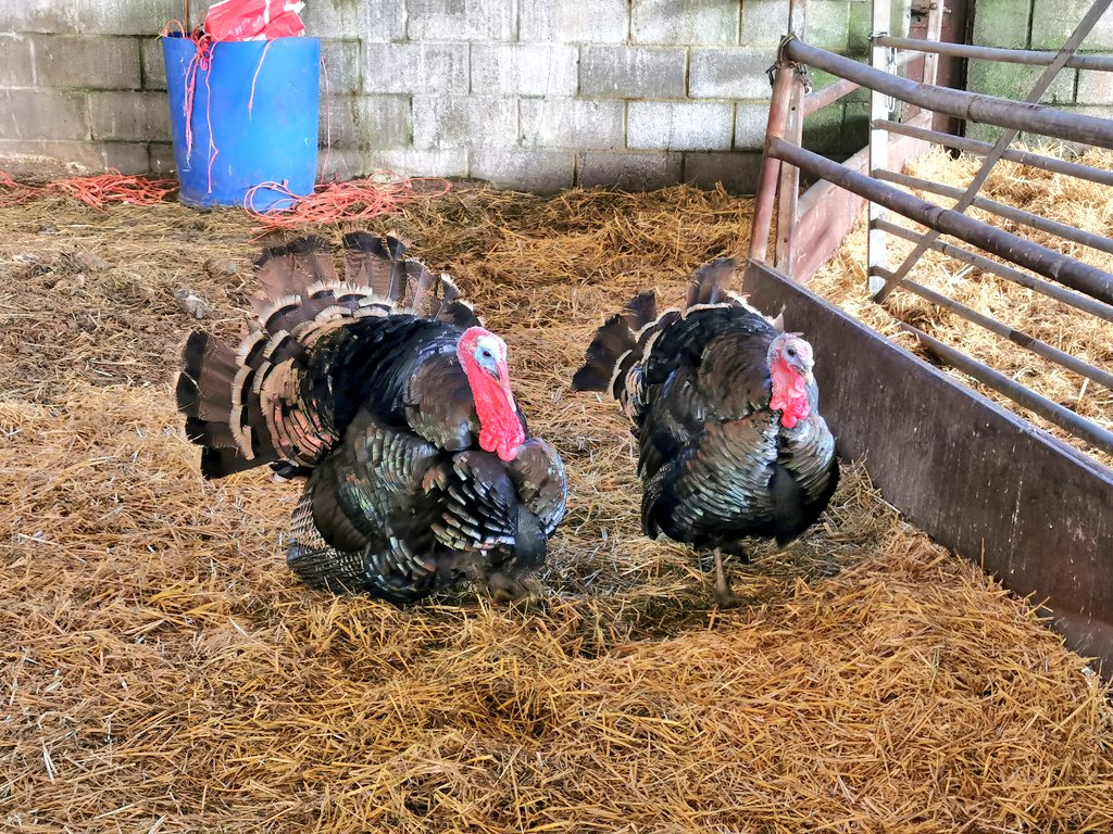 michelletwinmum's tweet photo. A lovely way to start the day! Feeding the farm animals at Michelmersh Manor Farm in the #testvalley #exploretestvalley #visittestvalley #adhosted https://t.co/yEYRmQUgGu