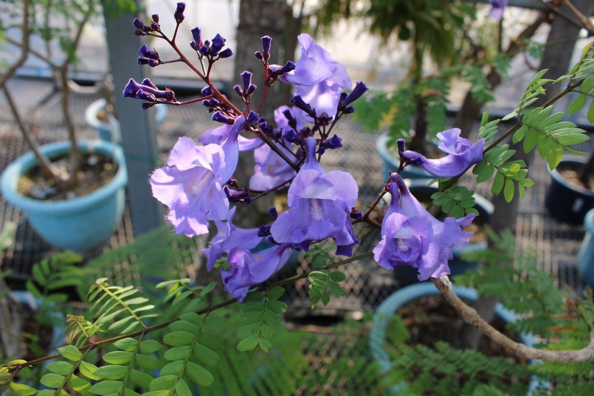 Noda Naonobu Naonobu Noda Twitter