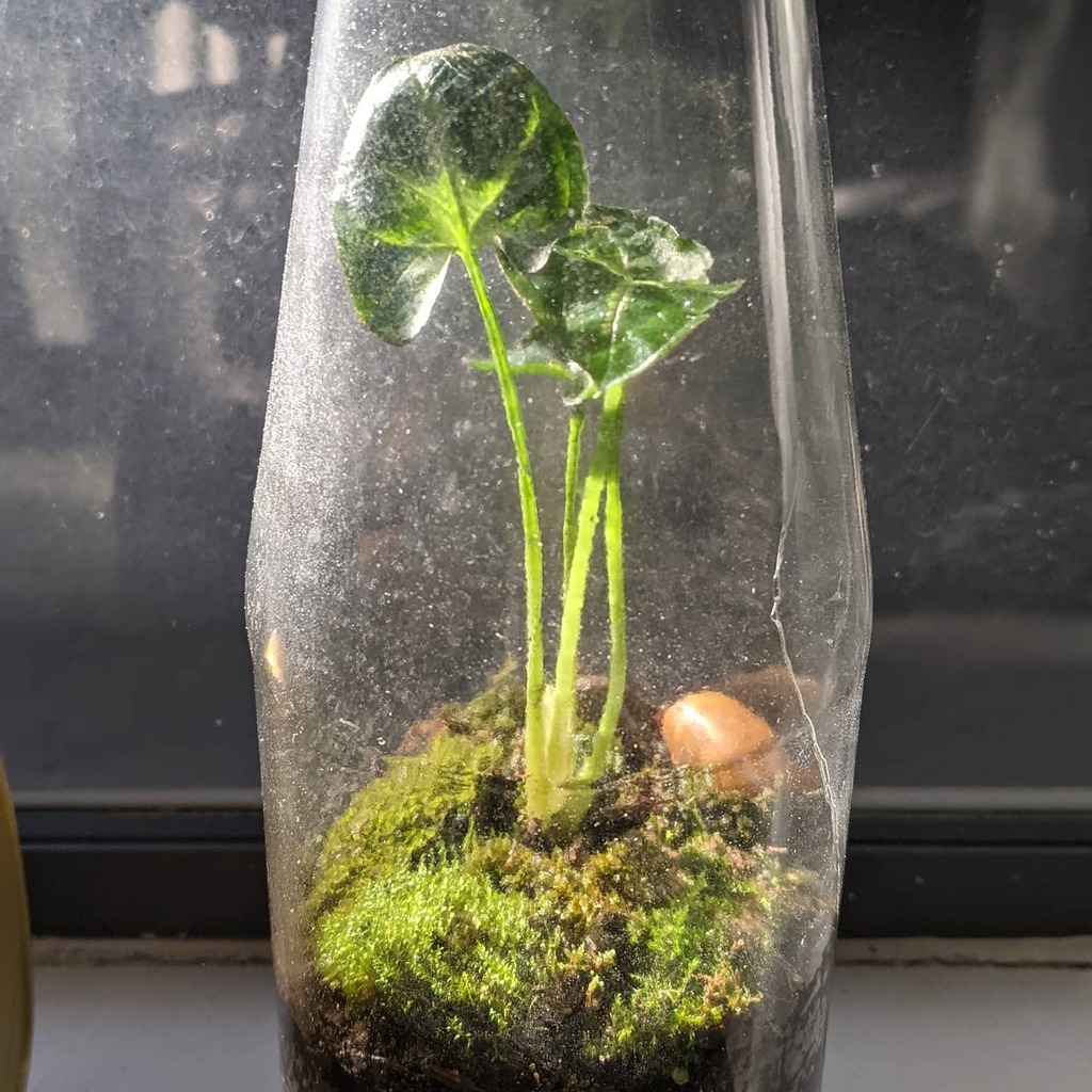 Tuism's tweet photo. My first #terrarium with a syngonium. Watching it spring a new leaf was ♥️🌱
The speckled glass is actually a healthy ecosystem of springtails in there. Photographing these beautiful living things is hard.
#indoorplants #plants #syngonium #greenthum… https://t.co/FNFIjvrVqU https://t.co/fUfGUxlMnE