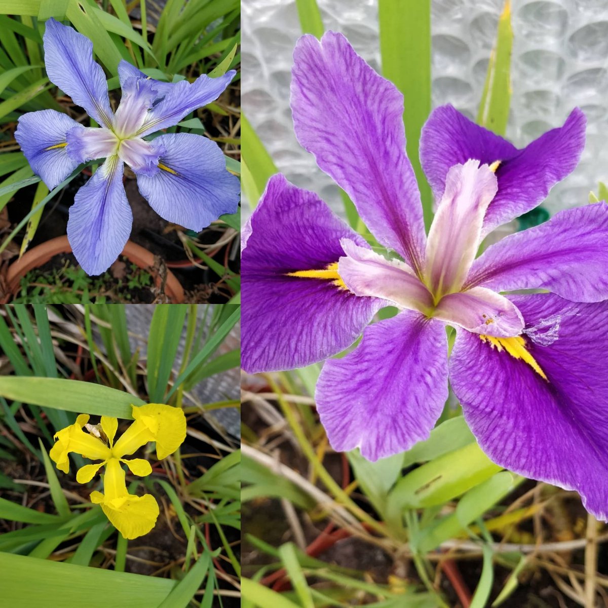 irississ's tweet photo. Louisana irises flowering... #iris #beardlessiris #wateriris #louisana #loveiris #gardening #gardenplants #gardenflowers https://t.co/es59Y2Lnw9