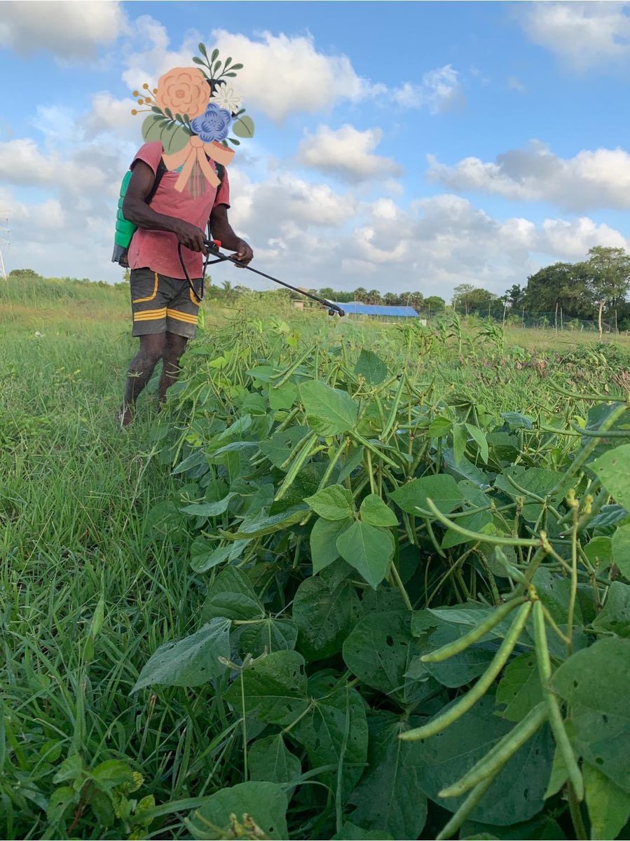 FreshWayAgro's tweet image. Spraying organically made pesticide (neem oil) to our plants. 
#Organic #FreshWay #organicfarming