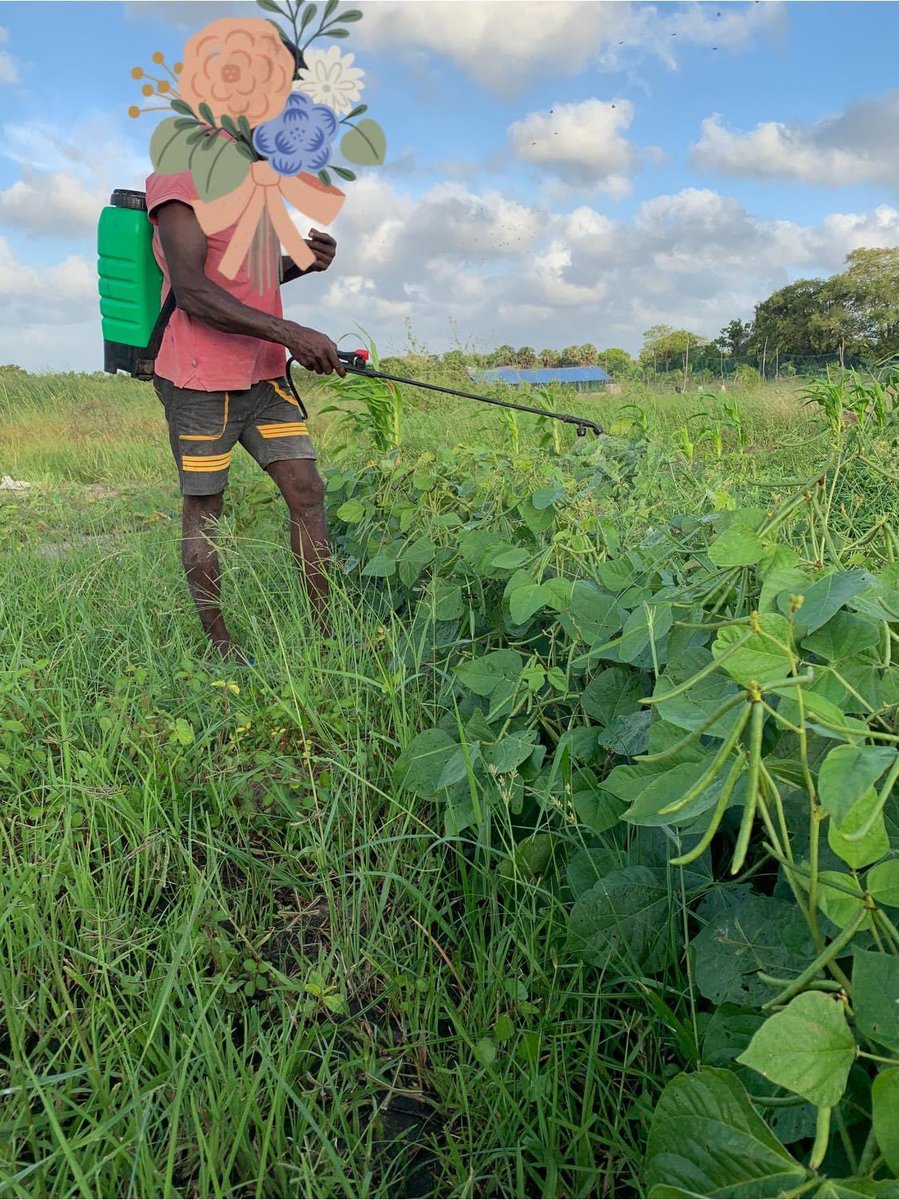 FreshWayAgro's tweet image. Spraying organically made pesticide (neem oil) to our plants. 
#Organic #FreshWay #organicfarming