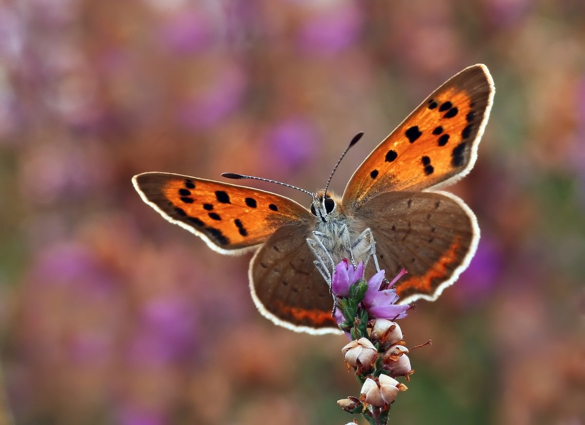 savebutterflies's tweet image. We're nearly there! Government have promised a legal deadline to reverse nature’s decline in England. But we need to make the law airtight &amp;amp; get vital funding &amp;amp; protection for wildlife.
Will you help keep the spotlight on our #StateofNature?
Please sign
butrfli.es/3oZ7K6n