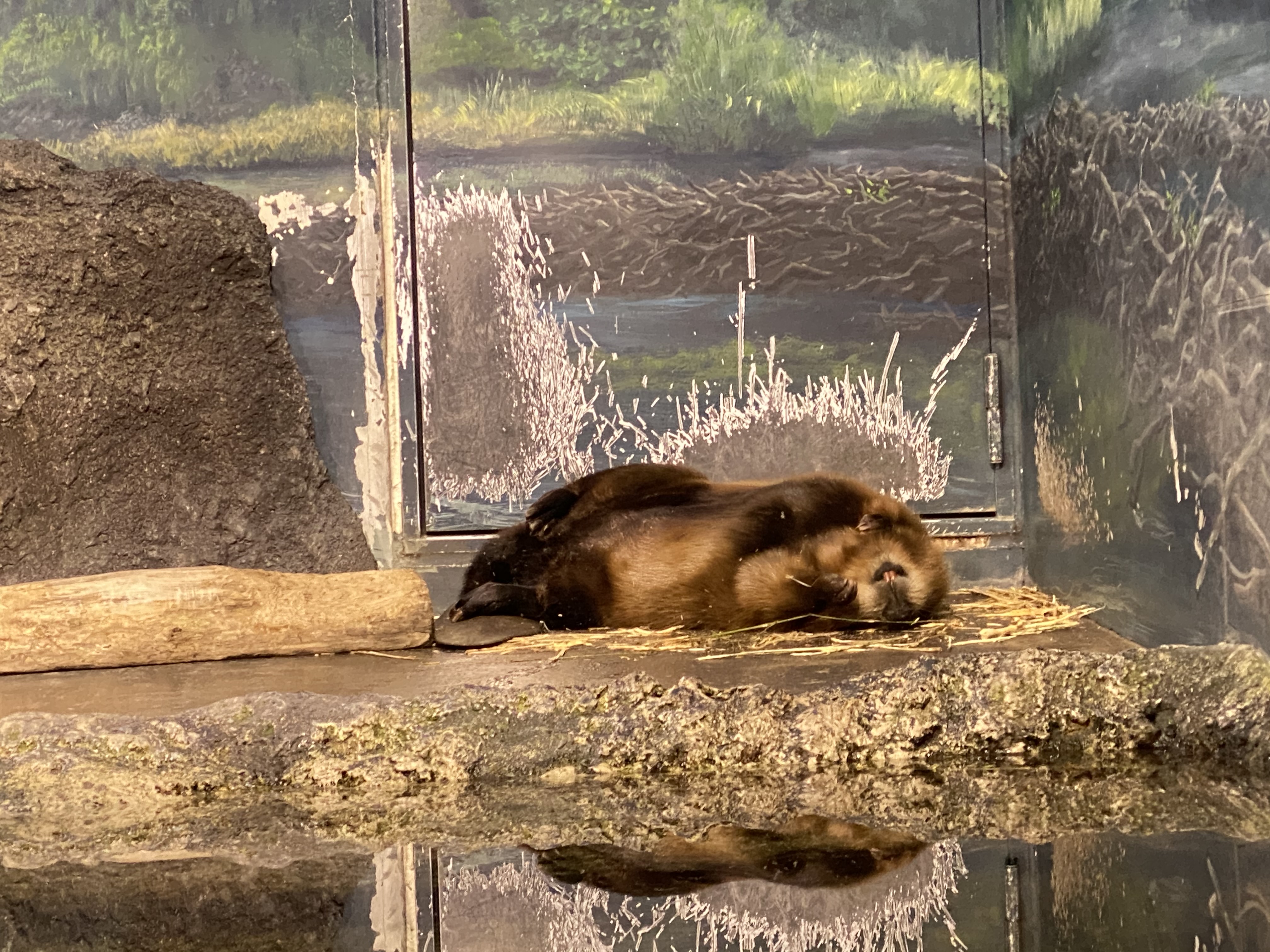 新潟市水族館マリンピア日本海pr 朝 動物の観察をしているとビーバーがお腹を上にして寝ていました 本来はとても警戒心が強い動物なので このような姿が見られるのは敵がいない飼育下ならではかもしれません 水族館 マリンピア日本海 アメリカ