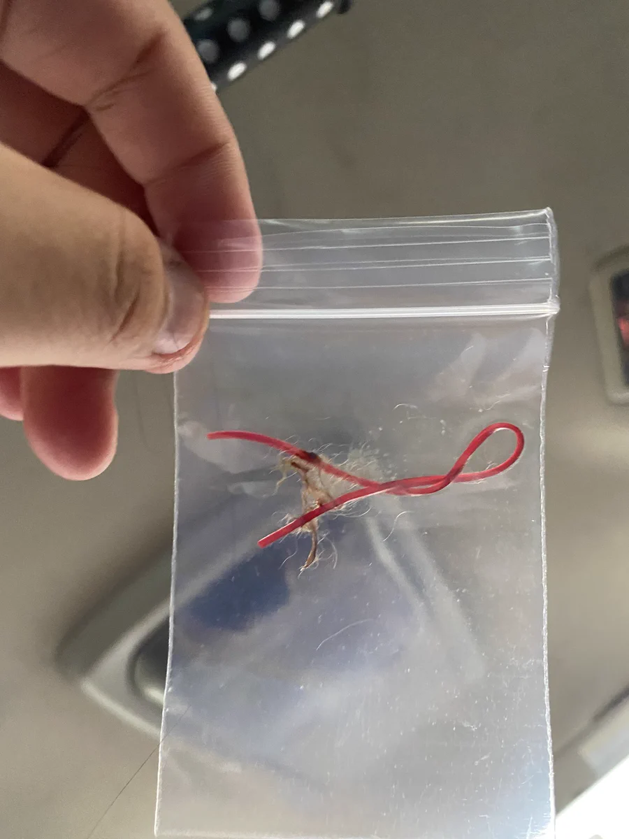 いたずらでは済まされない！犬の足に輪ゴムをはめるのは鬱血するから絶対にダメ！