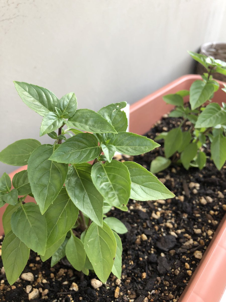 橋本脩平 ジェノベーゼ好きすぎて先週からノリで育て始めたバジル 植物育てるなんて小学校以来 子供のアサガオそっちのけで新しいプランタ買ってきて新しい土を与えている