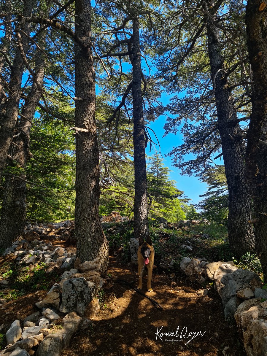 kamilAlRayess's tweet photo. My best hiking partner #styer🐕
#hiking #nature #doglovers #dogsofinstagram #dogoftheday #dogphoto #cedarsoflebanon #relaxingtime #naturelovers https://t.co/3DQKGDUIPR